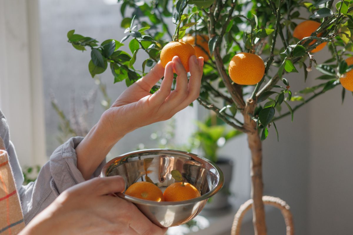 arbre fruitier d'intérieur 2025