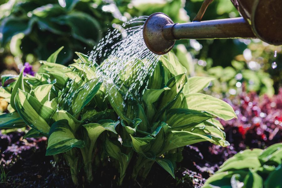 arrosage des hostas 2025