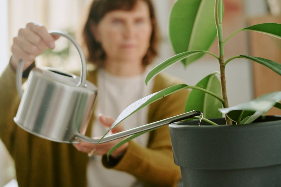 arrosage du ficus elastica