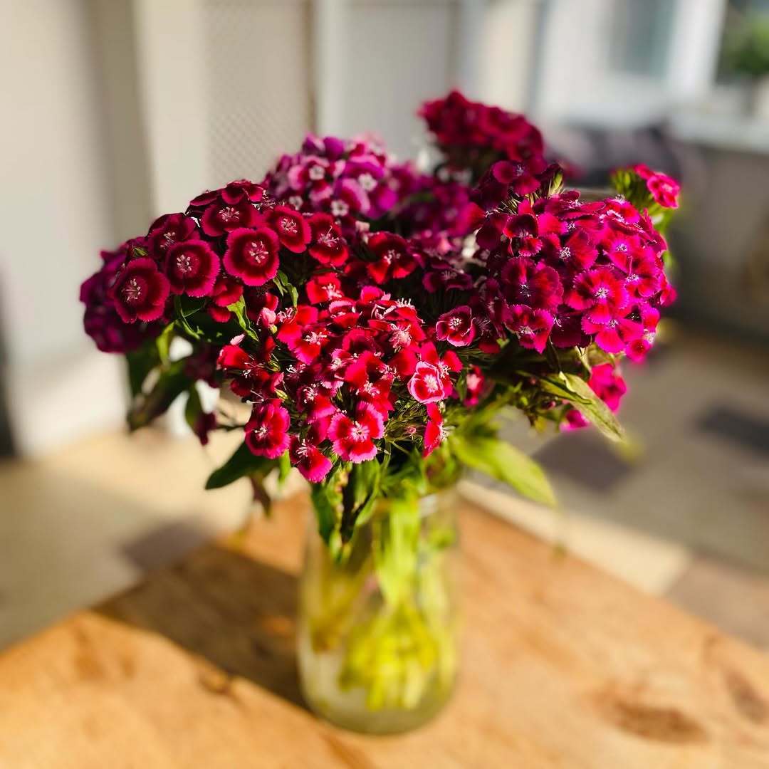 bouquet de dianthus barbatus œillet de poète