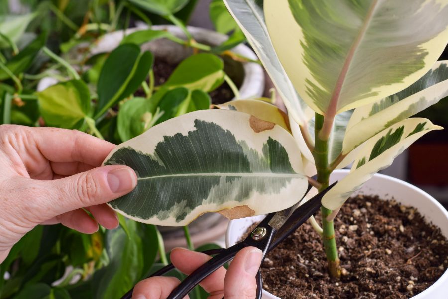causes des feuilles jaunes du ficus elas