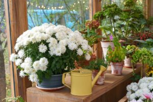 chrysanthèmes en pot ou en pleine terre-les bonnes pratiques arrosage et entretien