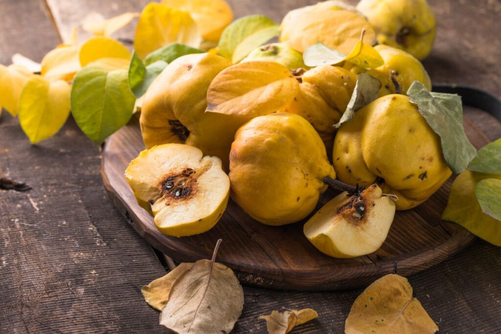 comment conserver les coings après la récolte