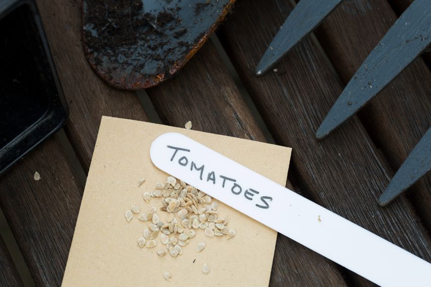 comment conserver les graines de tomates