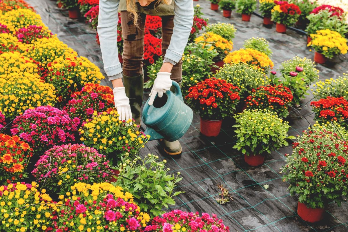 comment faire pour optimiser arrosage des chrysanthèmes en automne