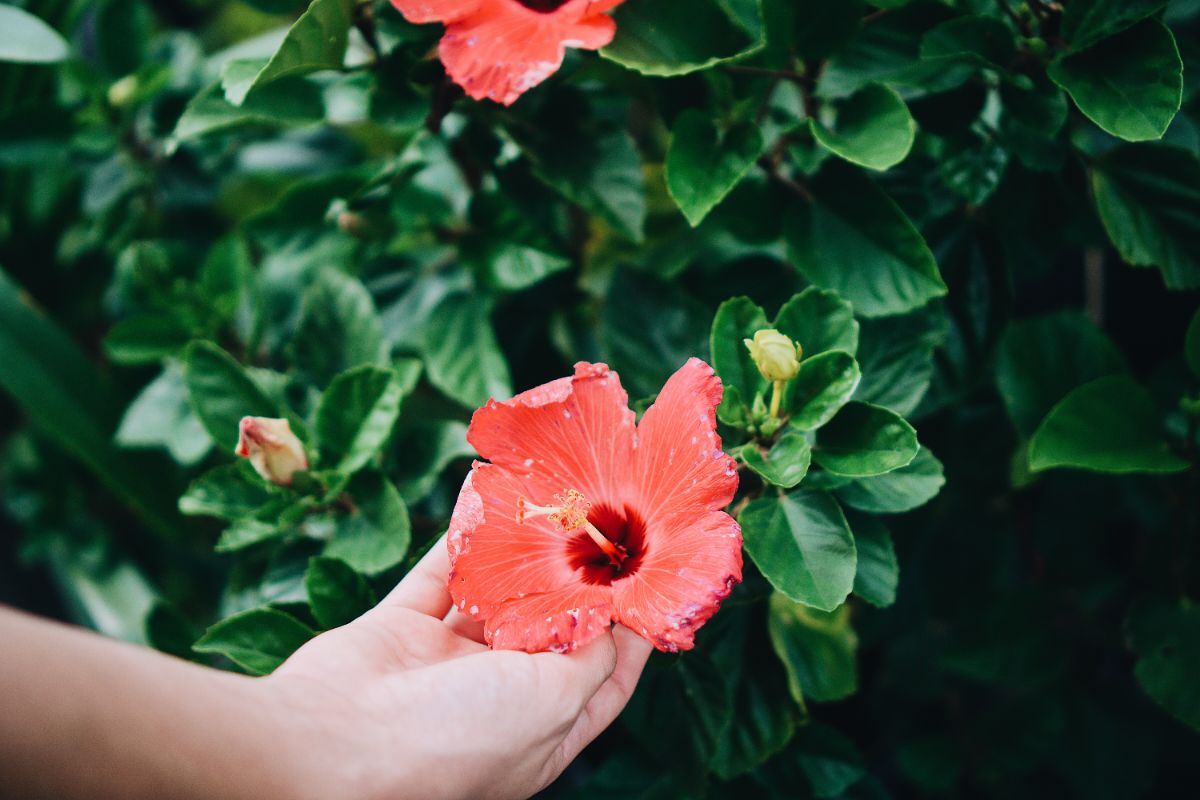 comment faire refleurir un hibiscus