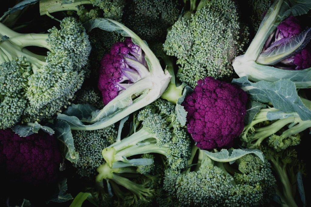 cultiver le brocoli violet