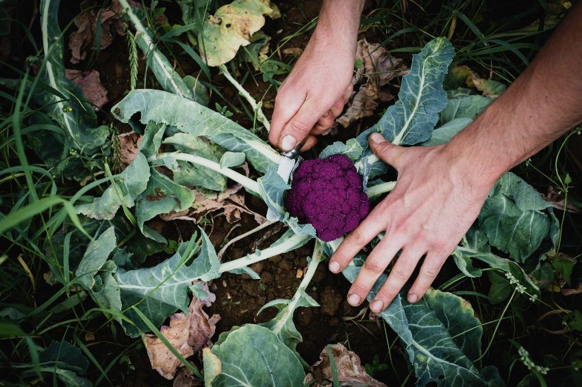 cultiver le brocoli violet facilement