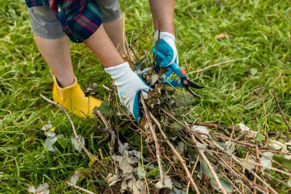 désherbage automnal 2025