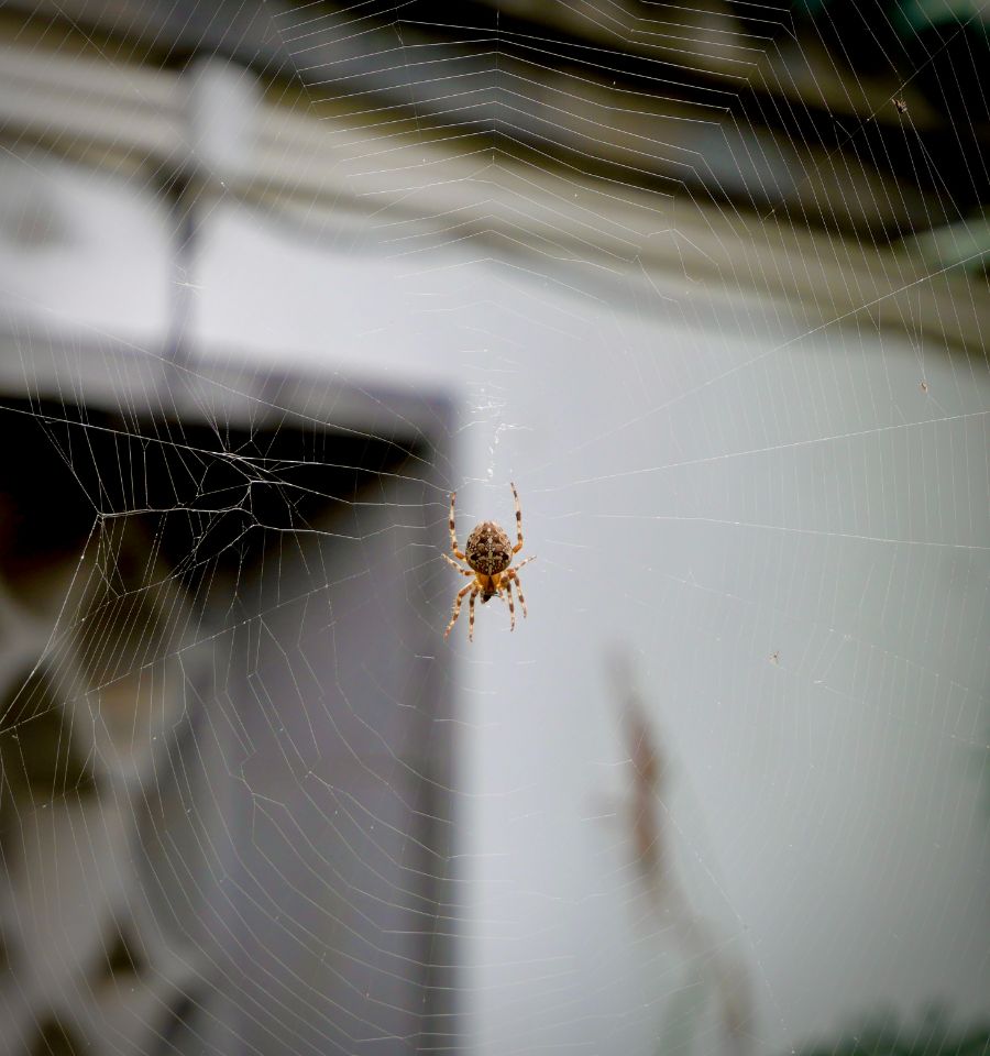 diminuer l'humidité parmi les astuces anti-araignées