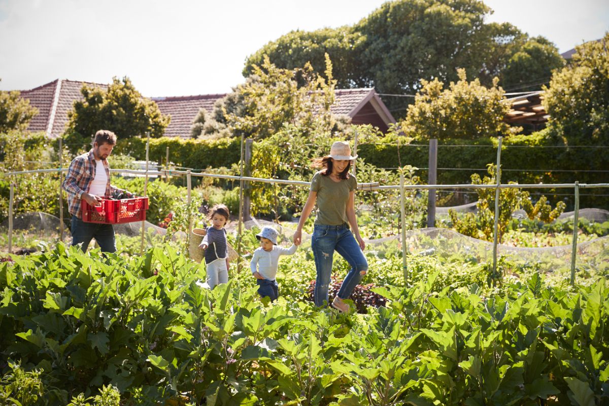 doit-on continuer de fertiliser les légumes en automne