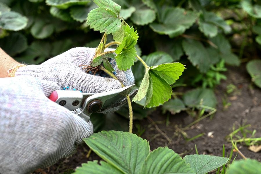 entretien des fraisiers en pot et en pleine terre