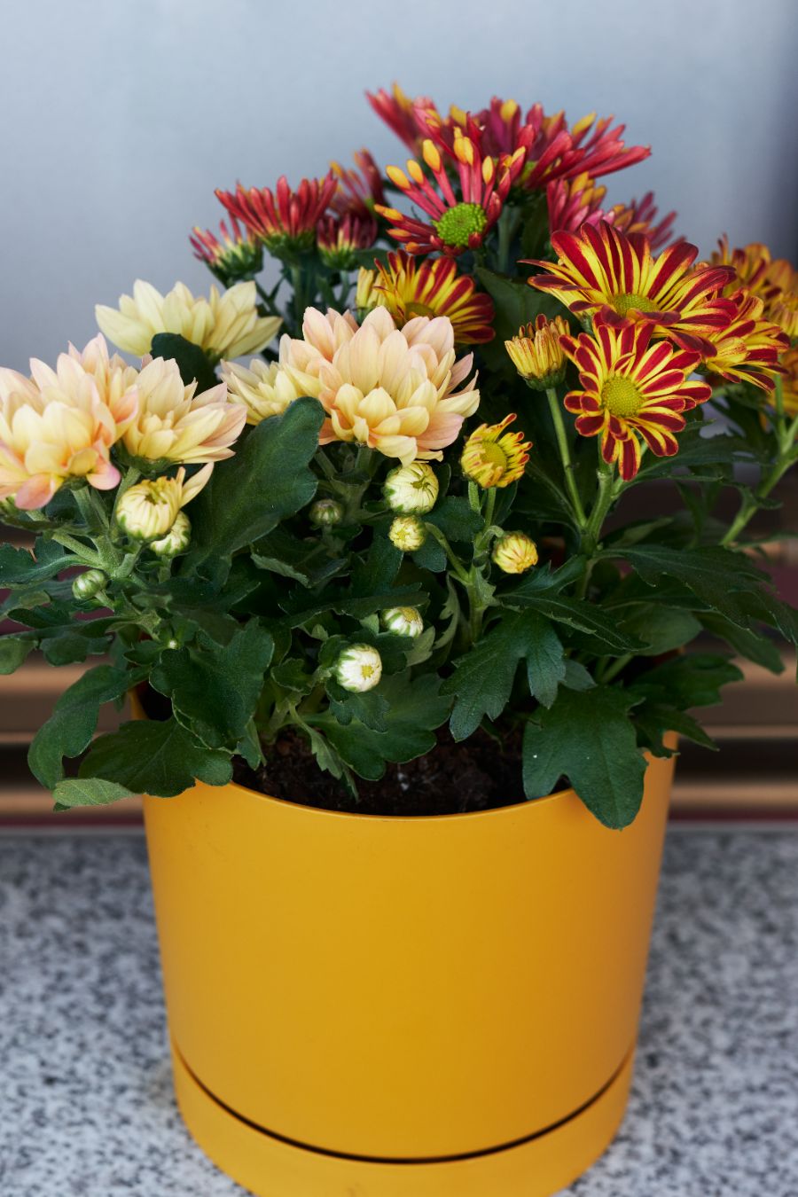 faites le bon choix de chrysanthèmes
