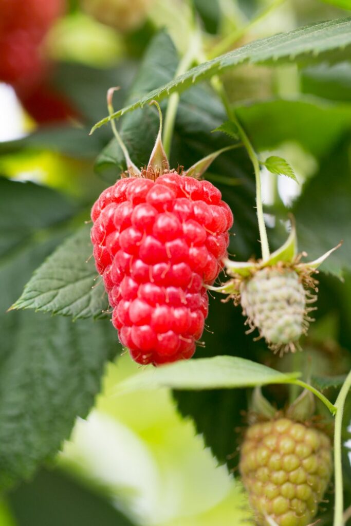 framboisier mini Ruby 2025