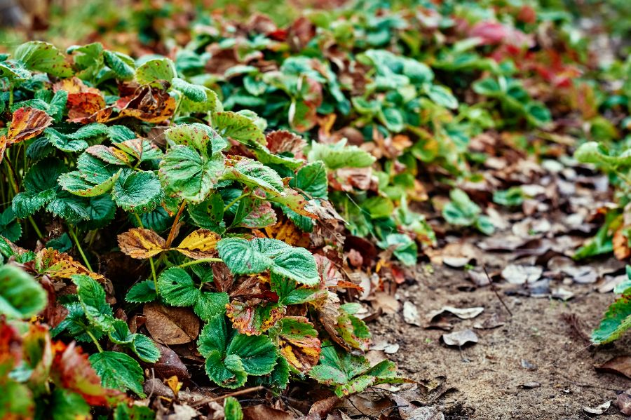 hivernage des fraisiers en pleine terre en hiver