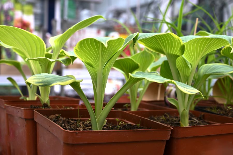 hivernez les hostas en pot