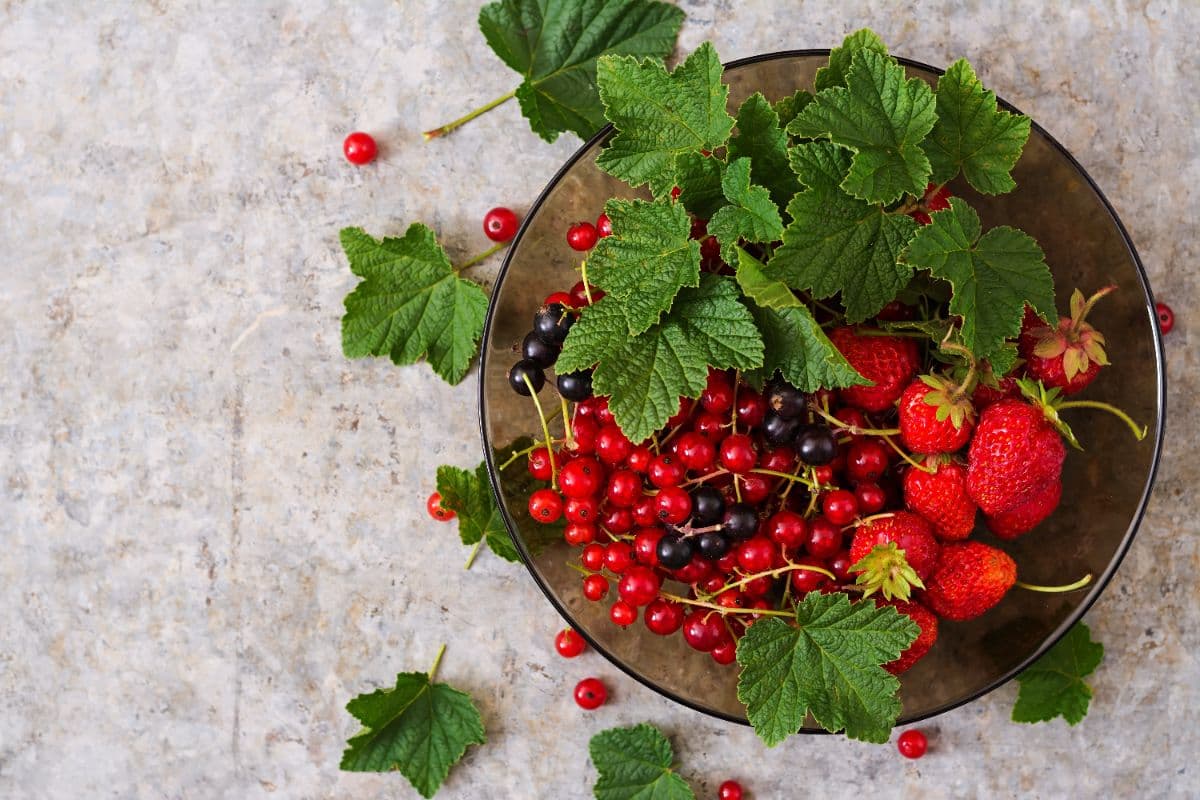 intégrer les fruits rouges riches en polyphénols dans votre alimentation protectrice quotidienne pour maintenir votre peau saine et jeune