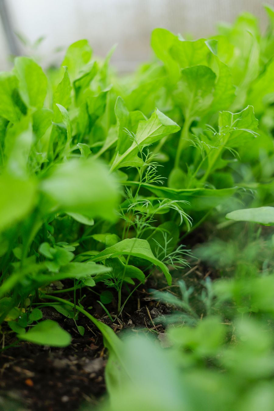 la roquette dans la rotation des cultures à l'automne