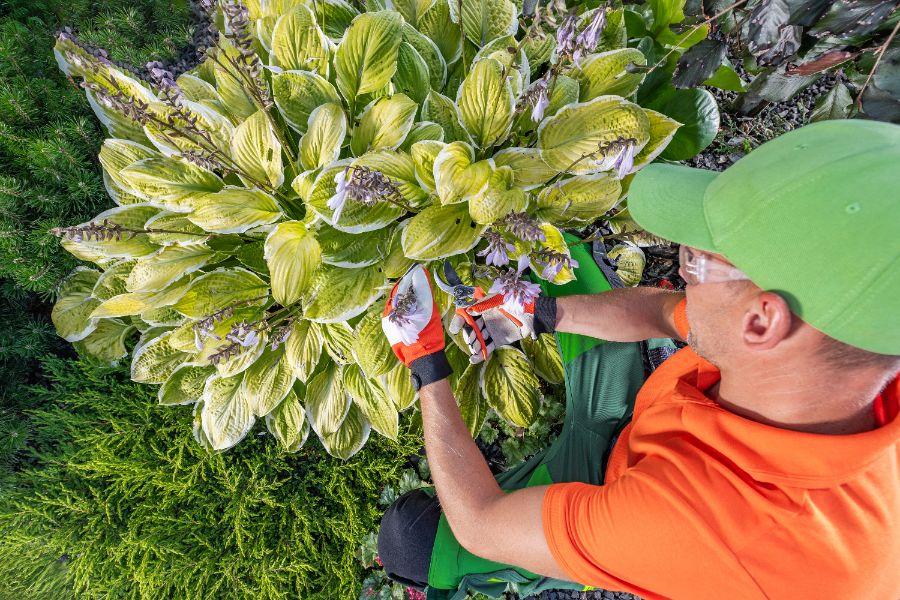 la taille parmi les soins des hostas