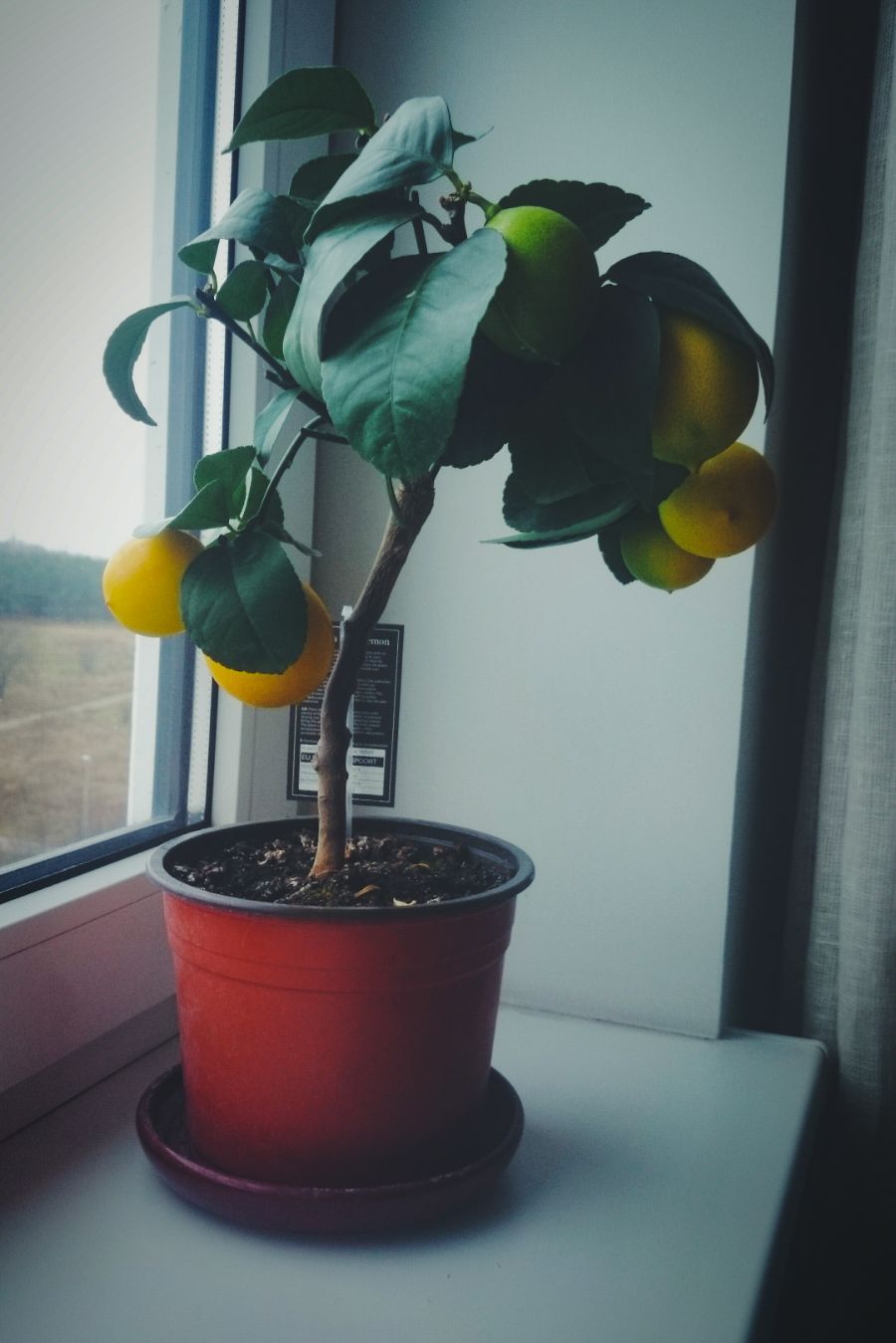 le citronnier comme arbre fruitier d'intérieur