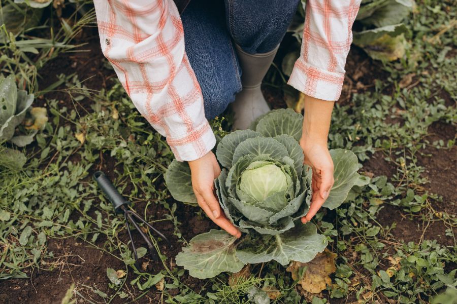 les légumes crucifères dans la rotation des cultures