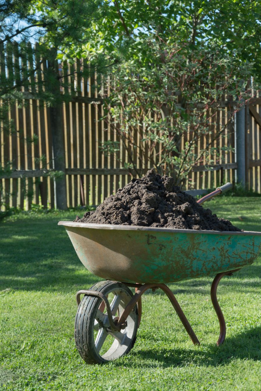 mettre du compost pour l'entretien du cognassier