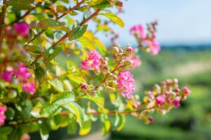 myrte de crêpe à l'automne 2025