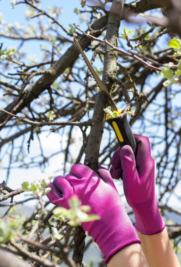 nos conseils pour tailler les arbres en automne