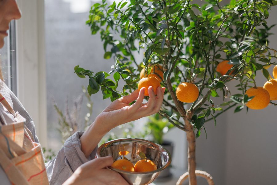 oranger Calamondin en pot à cultiver à l'intérieur