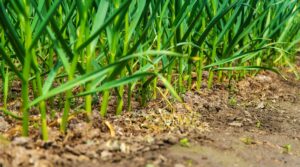 planter de l'ail en automne 2025