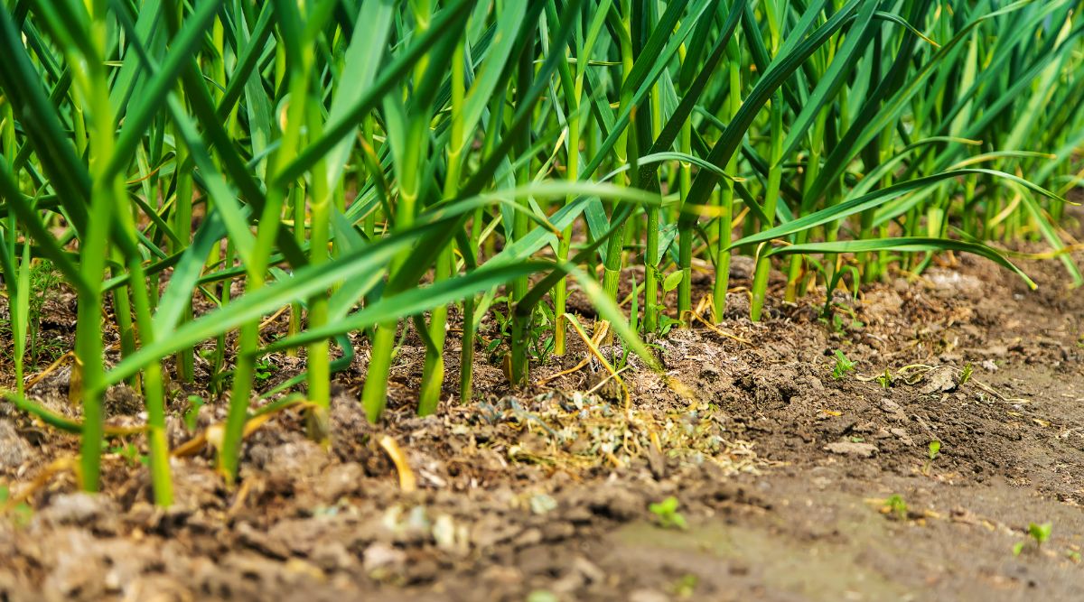 planter de l'ail en automne 2025