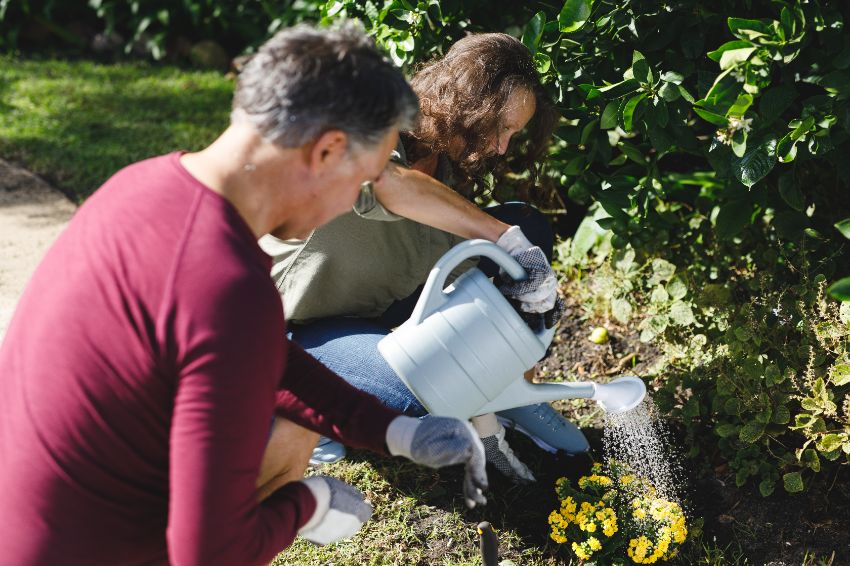 pourquoi arrêter de fertiliser les plantes annuelles