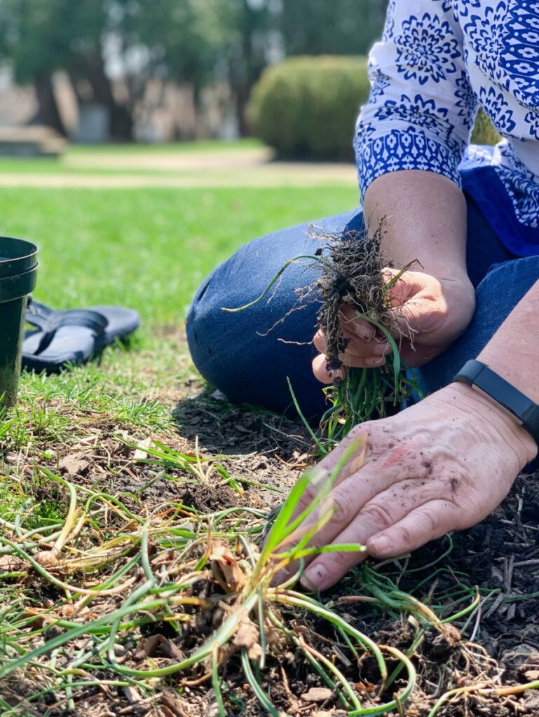 pourquoi enlever les mauvaises herbes