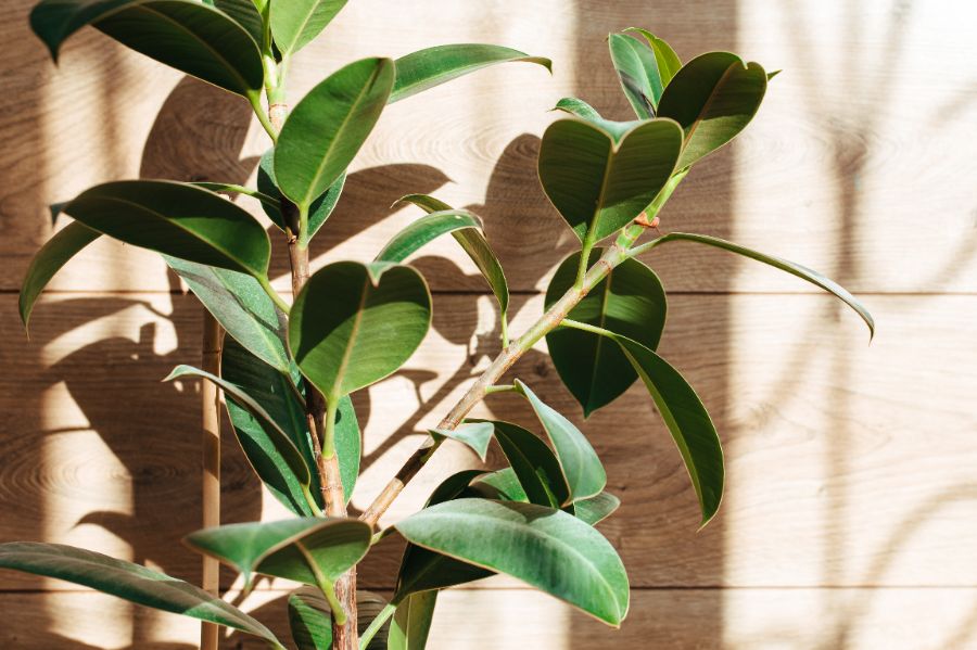 protéger le ficus elastica contre les feuilles jaunes