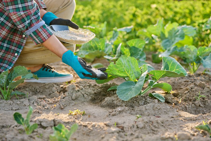 quand arrêter de fertiliser