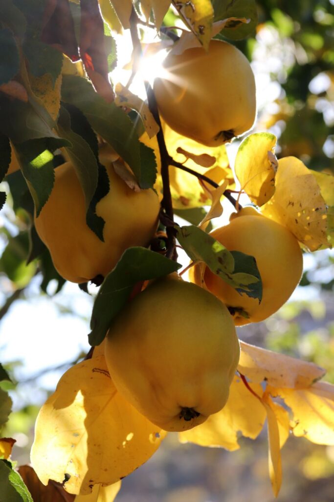 quand et comment récolter les coings