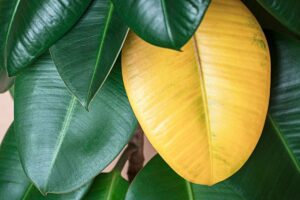 que faire contre les feuilles jaunes du ficus elastica