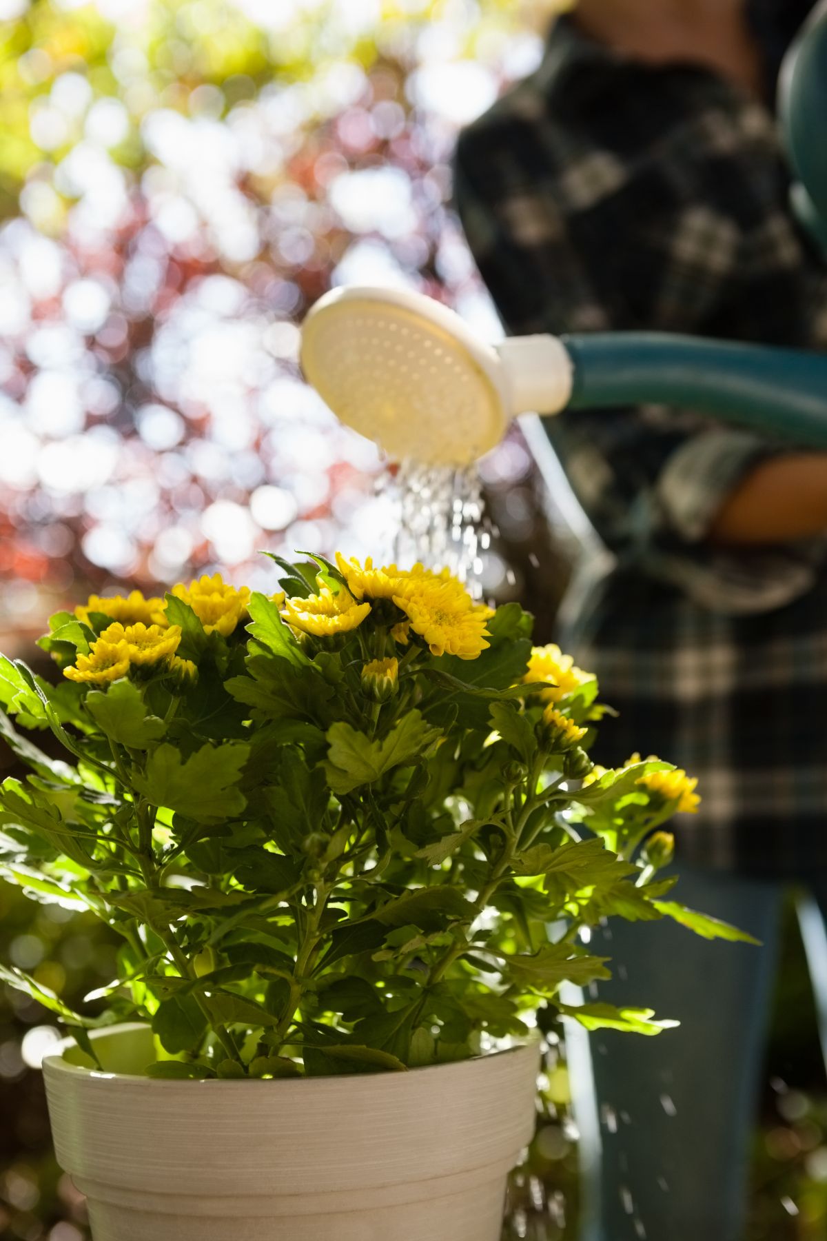 quels sont les signes révélateurs d’un excès d’eau des chrysanthèmes en automne