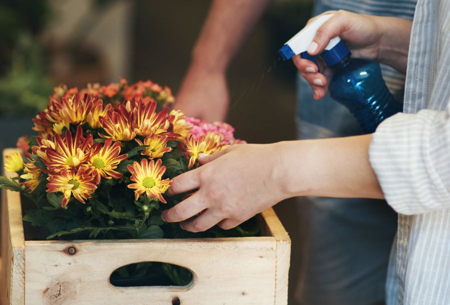 soignez les chrysanthèmes en les arrosant