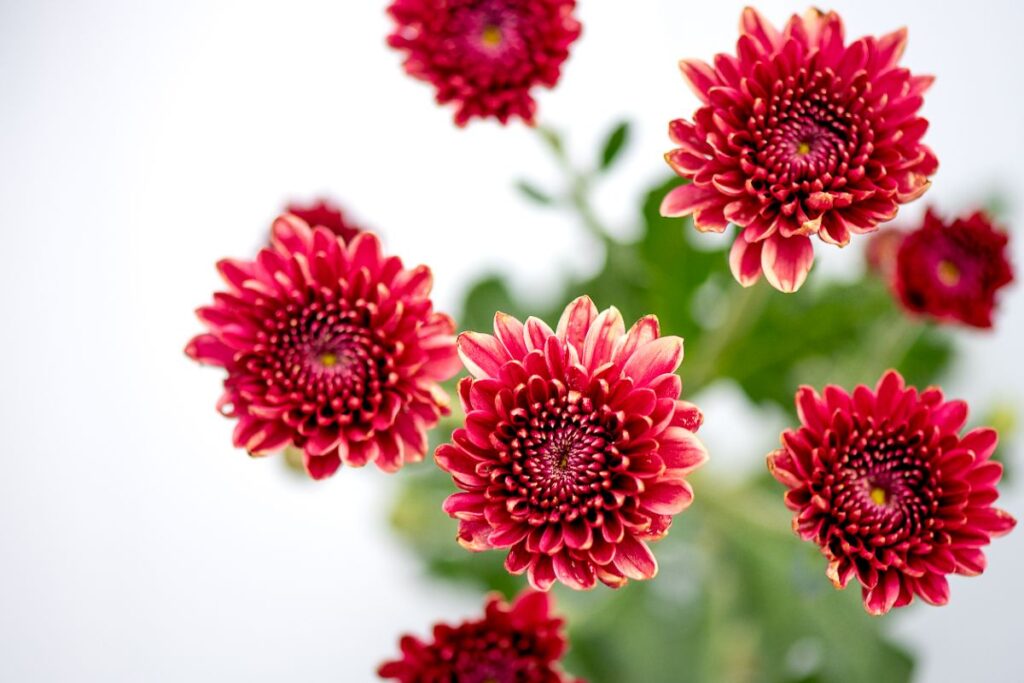 soins des chrysanthèmes en pots