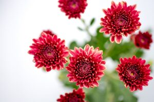 soins des chrysanthèmes en pots