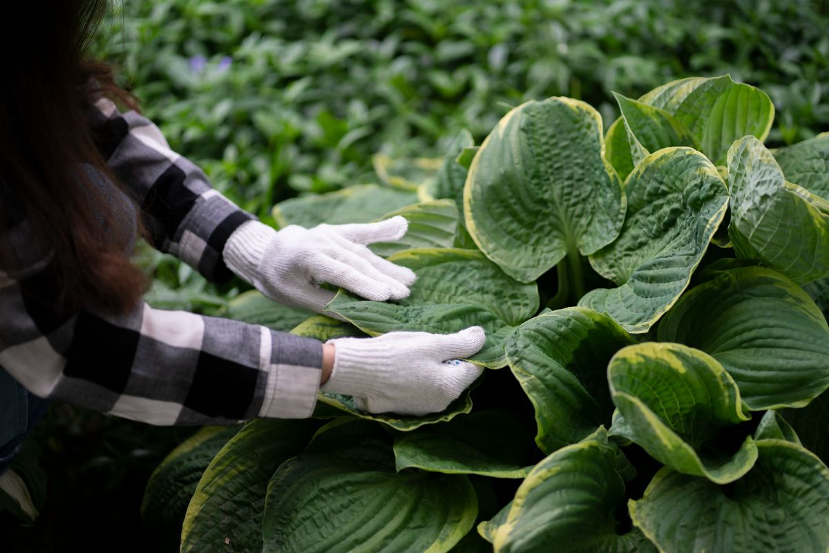 soins des hostas en automne
