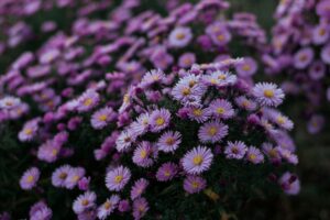 tailler les asters en automne-bonne ou mauvaise idée