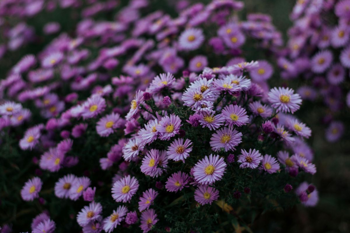 tailler les asters en automne-bonne ou mauvaise idée