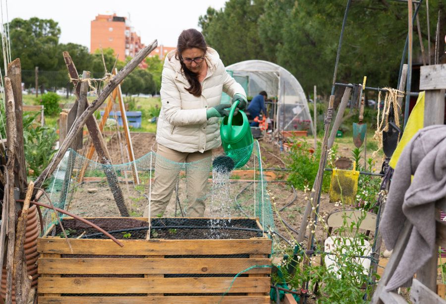 arroser les légumes avant le premier gel