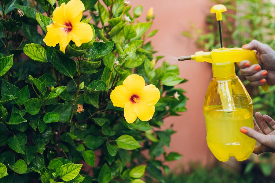 arrosez avec parcimonie l'hibiscus