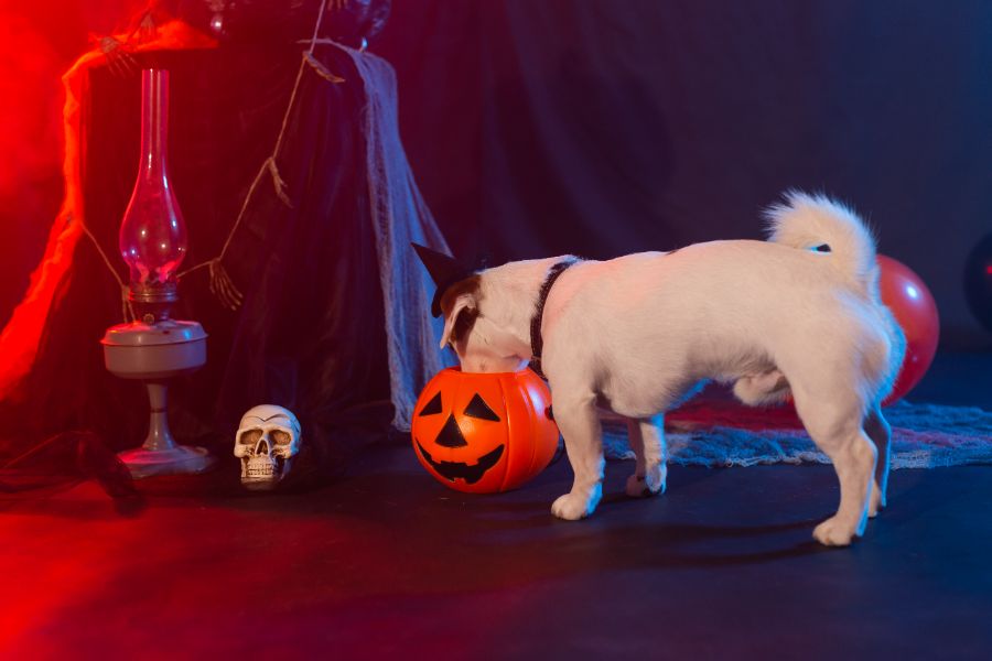 attention à vos animaux de compagnie