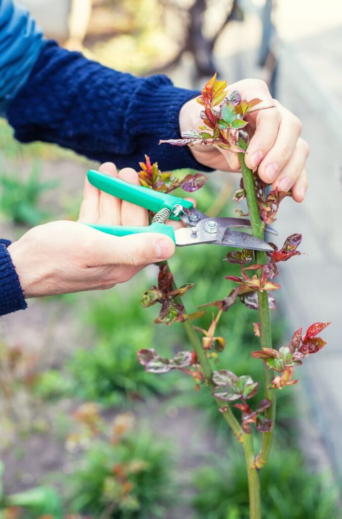 bouturez vos plantes préférées en automne