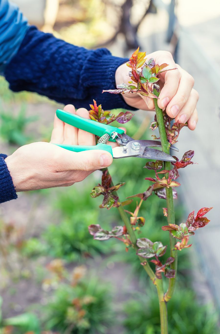 bouturez vos plantes préférées en automne