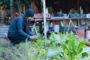 comment protéger les légumes du gel
